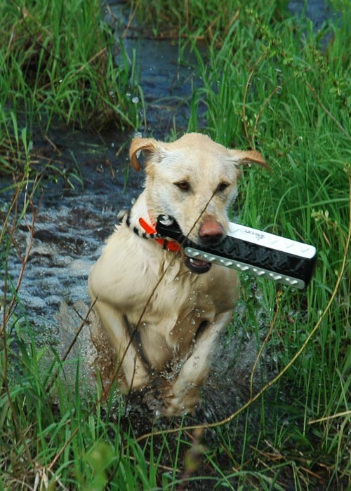 Ruby bumper waterleap DSC_7127 email.jpg